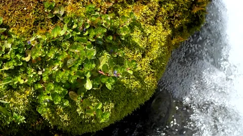 Moss and creek. Stock Footage 40549360