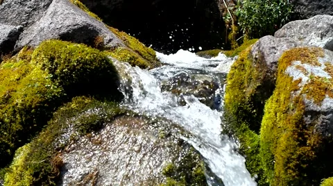 Moss and creek. Stock Footage 40549489