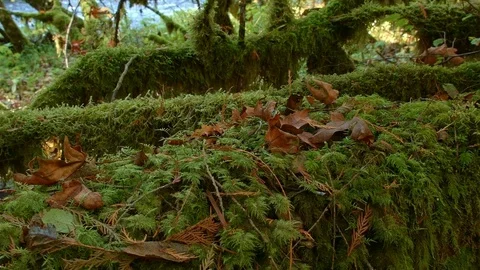 Moss and dead leaves on log by stream McKenzie River Valley Oregon 15 Stock Footage 81790468