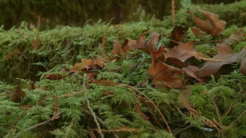 Moss and dead leaves on log macro McKenzie River Valley Oregon 14 Stock Footage 81790803