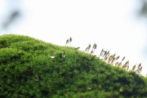 Moss and drop Stock Photos