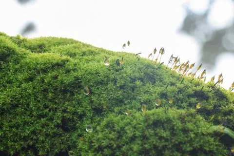 Moss and drop Stock Photos