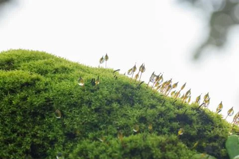 Moss and drop Stock Photos