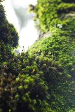 Moss and drop Stock Photos