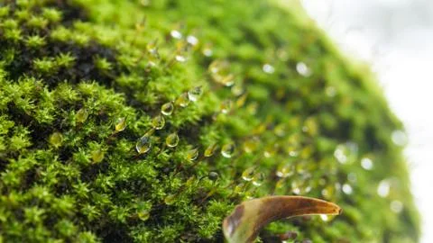 Moss and drop Stock Photos