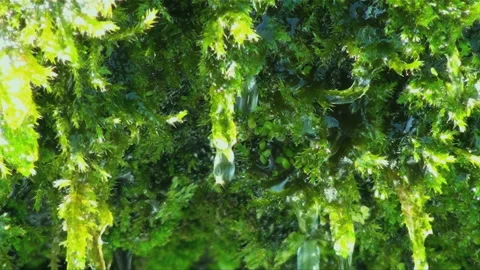 Moss and Drops Stock Footage 327429069