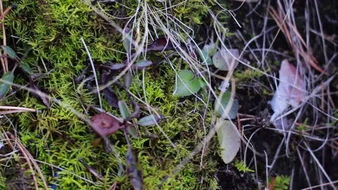 Moss and dry grass Stock Footage 141998707