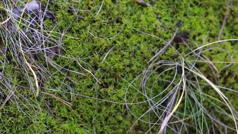 Moss and dry grass Stock Footage 142008316