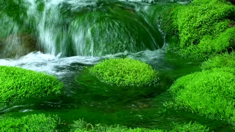 Moss and Flow Stock-Footage 332379119