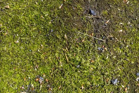 Moss and Forest Floor Texture Fotos de archivo