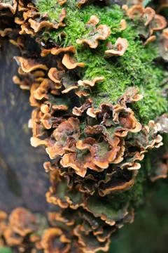 Moss and fungi on log Stock Photos