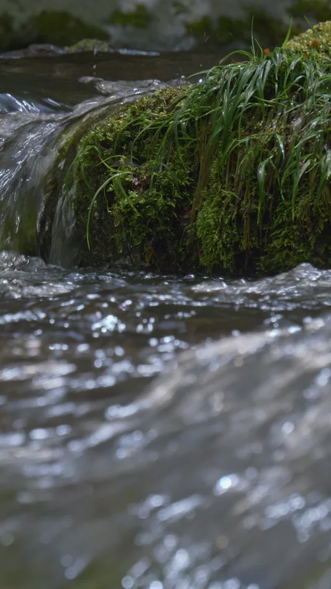 Moss and Grass Beside Clear Mountain Stream Vertical Video Stock Footage 346067409