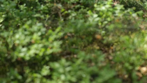 Moss and grass Video stock 91177313