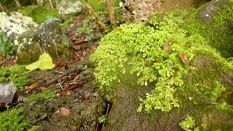 Moss and Grass Stock Footage 105196607