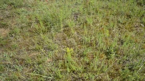 Moss and Grass in Forrest Meadow Stock Footage 69125323