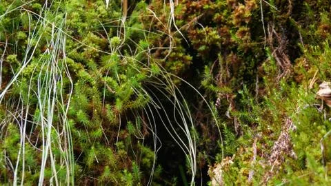 Moss and grass growing in dark forest Stock Photos
