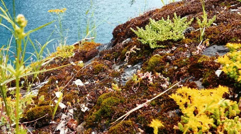 Moss and Grass in Marble Canyon Ruskeala in Karelia, Northern Russia Video stock 63616670