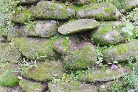 Moss and grass Stock Photos