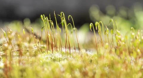Moss and grass Stock Photos