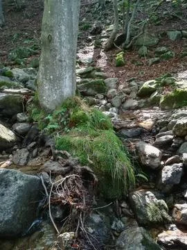 Moss and grass Stock Photos
