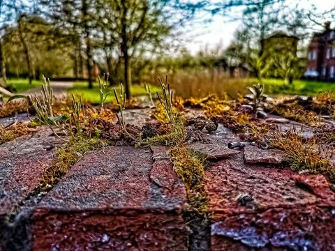 Moss and Greenery on Old Brick Wall Stock Photos