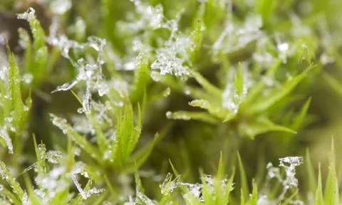 Moss and Ice Stock Photos