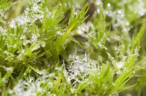 Moss and Ice Stock Photos