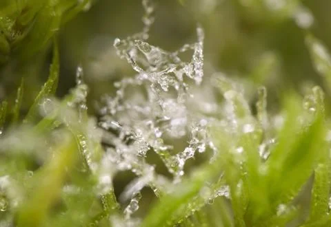 Moss and Ice Stock Photos