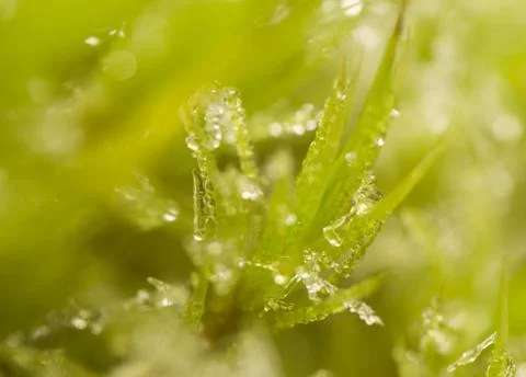 Moss and Ice Stock Photos