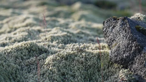 Moss and lava rock in the evening sunlight - rack focus Stock Footage 341834486