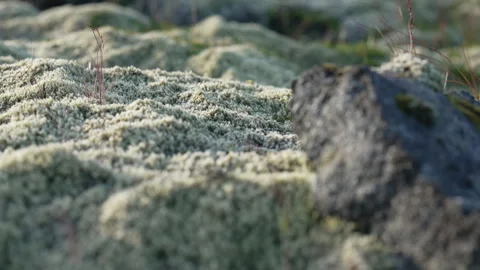 Moss and lava rock with rack focus Stock Footage 341834497