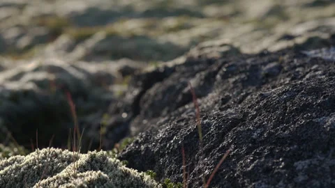 Moss and lava rocks in the evening sunlight in august Iceland- rack focus Stock Footage 341834505