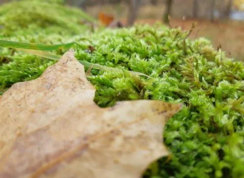 Moss and Leaf on a Forest Close up Stock Photos