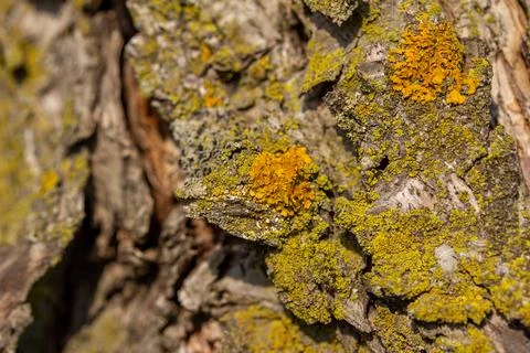 Moss and lichen on apple tree bark Stock Photos