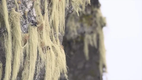Moss and lichen on a cliff face Stock Footage 119293177