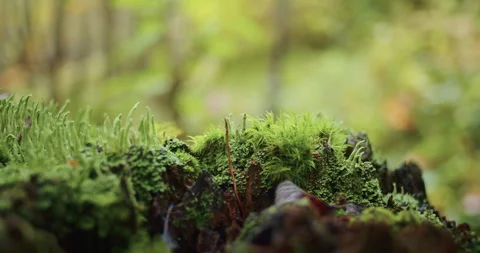 Moss and lichen on forest log, close-up macro shot. Nature and ecology concept Vídeos de archivo 264932173