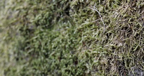 Moss and lichen on the forest rock Stockbeeldmateriaal 120692604