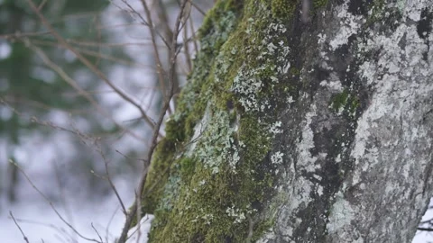 Moss and Lichen Growing on Tree Bark Stock Footage 323014461
