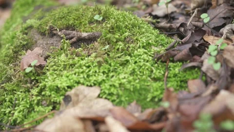 Moss and Lichen Growing on Tree Trunk Stock Footage 323473036