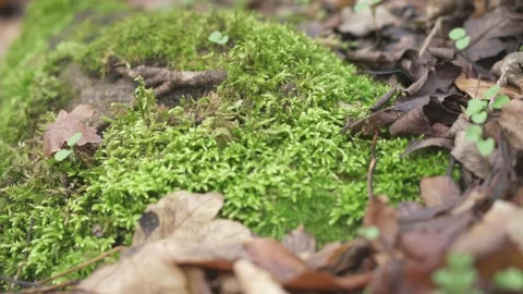 Moss and Lichen Growing on Tree Trunk Stock Footage 323473099