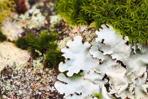 Moss and Lichen Stock Photos