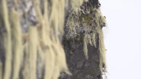 Moss and Lichen on rocks Stock Footage 119292895