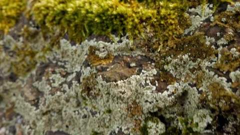 Moss and lichen on rocks Stock Footage 135641901