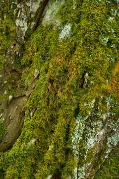 Moss and lichen on tree bark close-up. Stock Photos