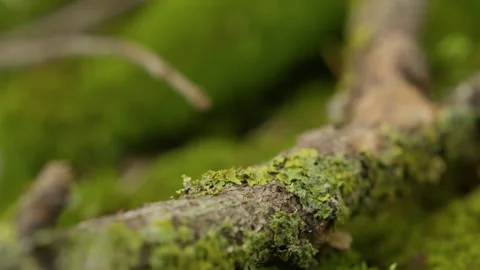 Moss and lichen on a tree branch with a rack focus effect revealing macro Stock Footage 346547056