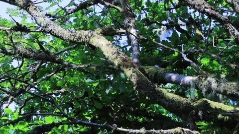 Moss and likens on oak tree Wishmans Wood Dartmoor 9 Stock Footage 246126309