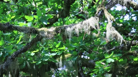 Moss and likens on oak tree Wishmans Wood Dartmoor 5 Stock Footage 246126363