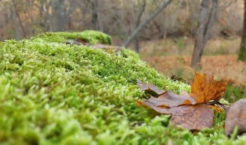 Moss And Maple Leaf on a Forest Tree Detail Stock Photos
