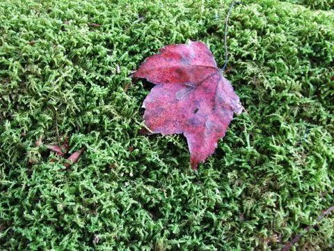 Moss and maple leaf Stock Photos