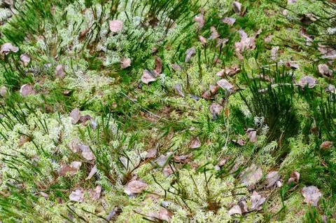 Moss and mess Stock Photos